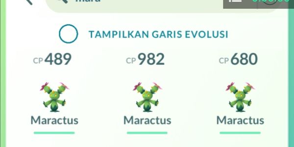 Maractus