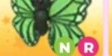 NR green butterfly