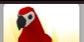 Full Grown FR Parrot