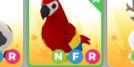 nfr parrot