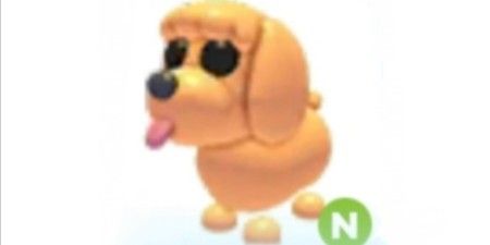 Toy poodle N - Adopt Me