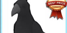 Nfr Crow