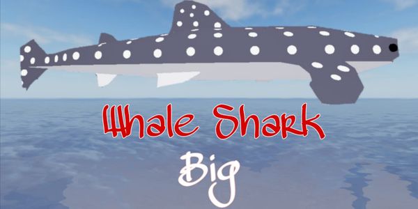 Big Whale Shark