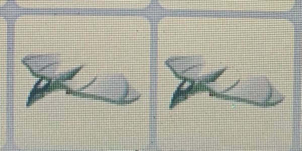 normal wyvern - adopt me