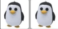 Penguins - Adopt Me