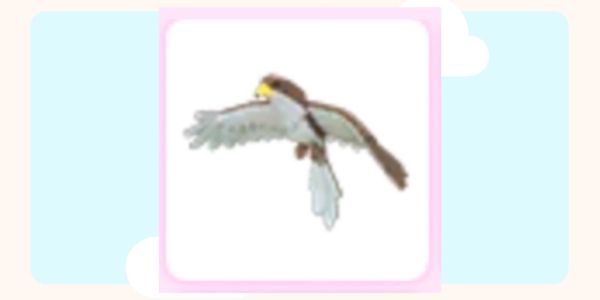 Hawks