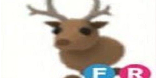 REINDEER FR