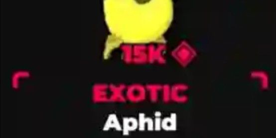 Golden aphid exotic - Tapping legends final