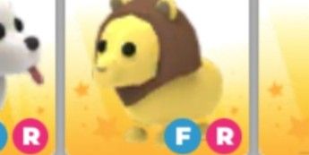 FR LION