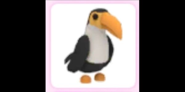 Toucan - Adopt Me