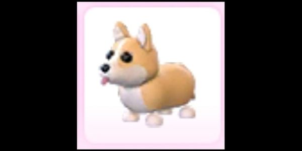 Corgi - Adopt Me