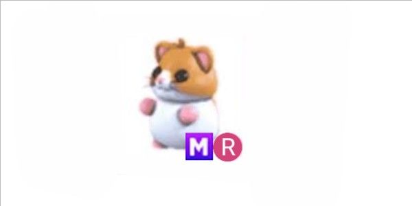 MR HAMSTER