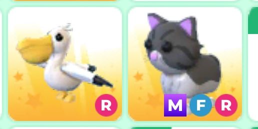 r pelican + mfr persian cat
