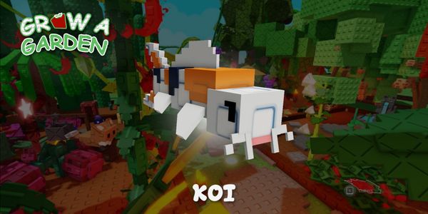 Koi