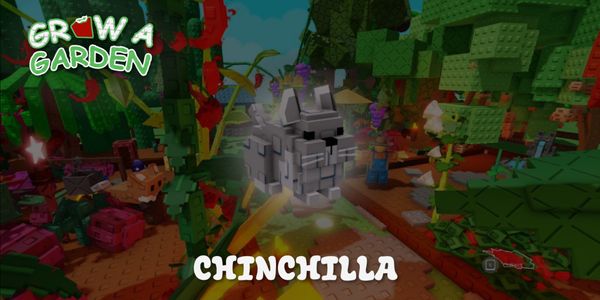 Chinchilla