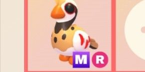 Partridge Mr