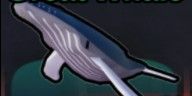 GREAT WHALE (NORMAL)