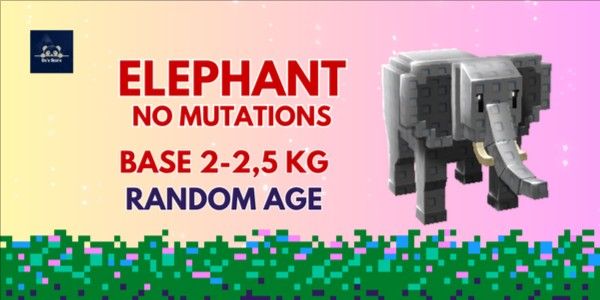 Elephant Base 2-2.5kg - Elephant Base 2-2.5kg