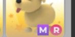 Dog MR