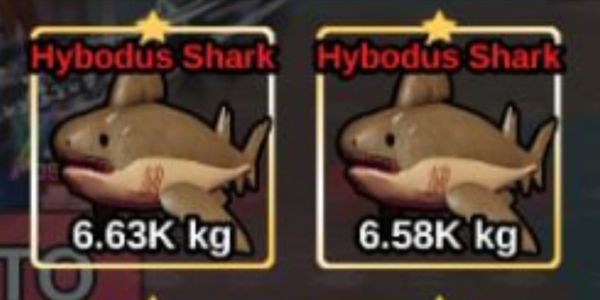 Hybodus Shark
