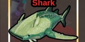 Flatheaded Whale Shark