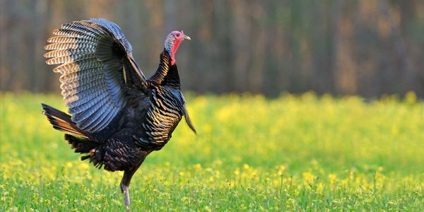 Turkey