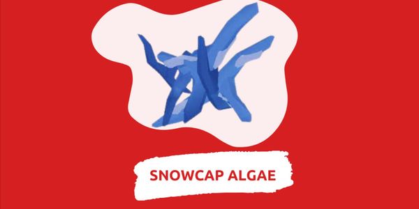 Snowcap Algae