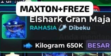 Big Elshark Gran Maja MAXTON FREZE