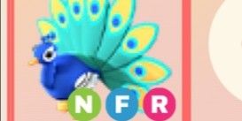 peacock nfr
