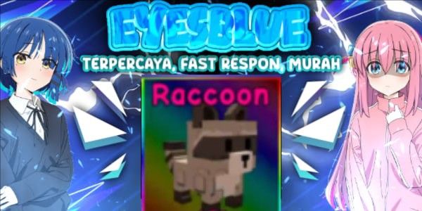 Raccoon