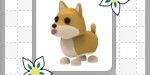 Shiba Inu - Adopt Me