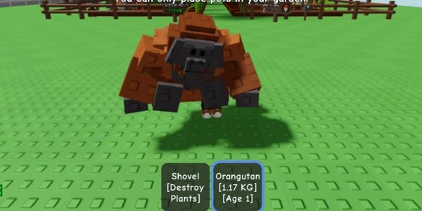 Orangutan