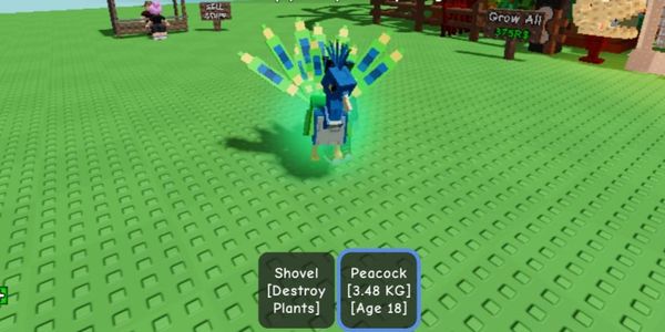 Peacock