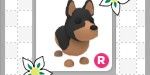 R Australian Kelpie - Adopt Me