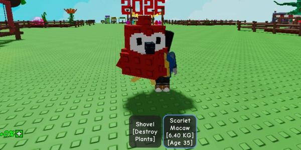 Scarlet Macaw