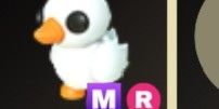 Happy duckling MR