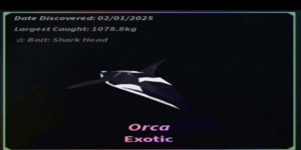 Orca fish