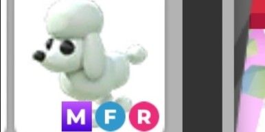 Poodle MFR