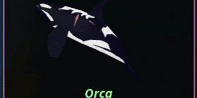Orca Random Kg