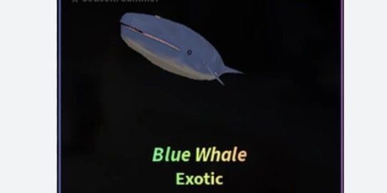Blue Whale