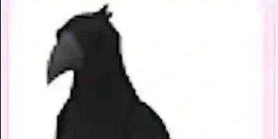 Crow FR - Adopt Me