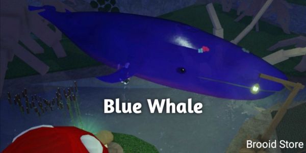 Blue Whale [FISCH]