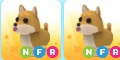 shiba inu nfr