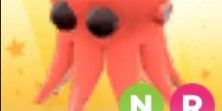 octopus nr