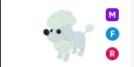 Poodle MFR > pet Adopt me