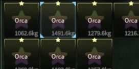 Orca