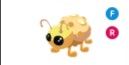 Golden Ladybug FR > pet Adopt me