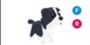 Border Collie FR > pet Adopt me
