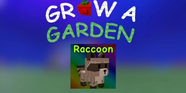 Raccoon