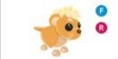 Lion Cub FR > पेट Adopt me